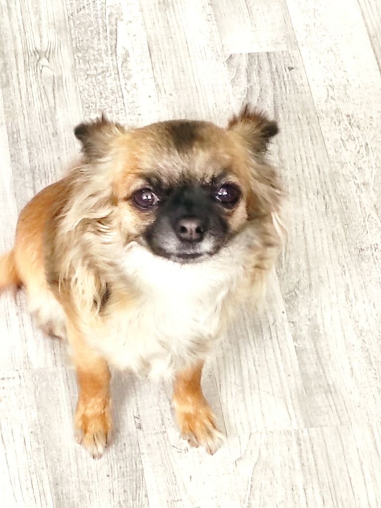 Tessie du domaine d'orca