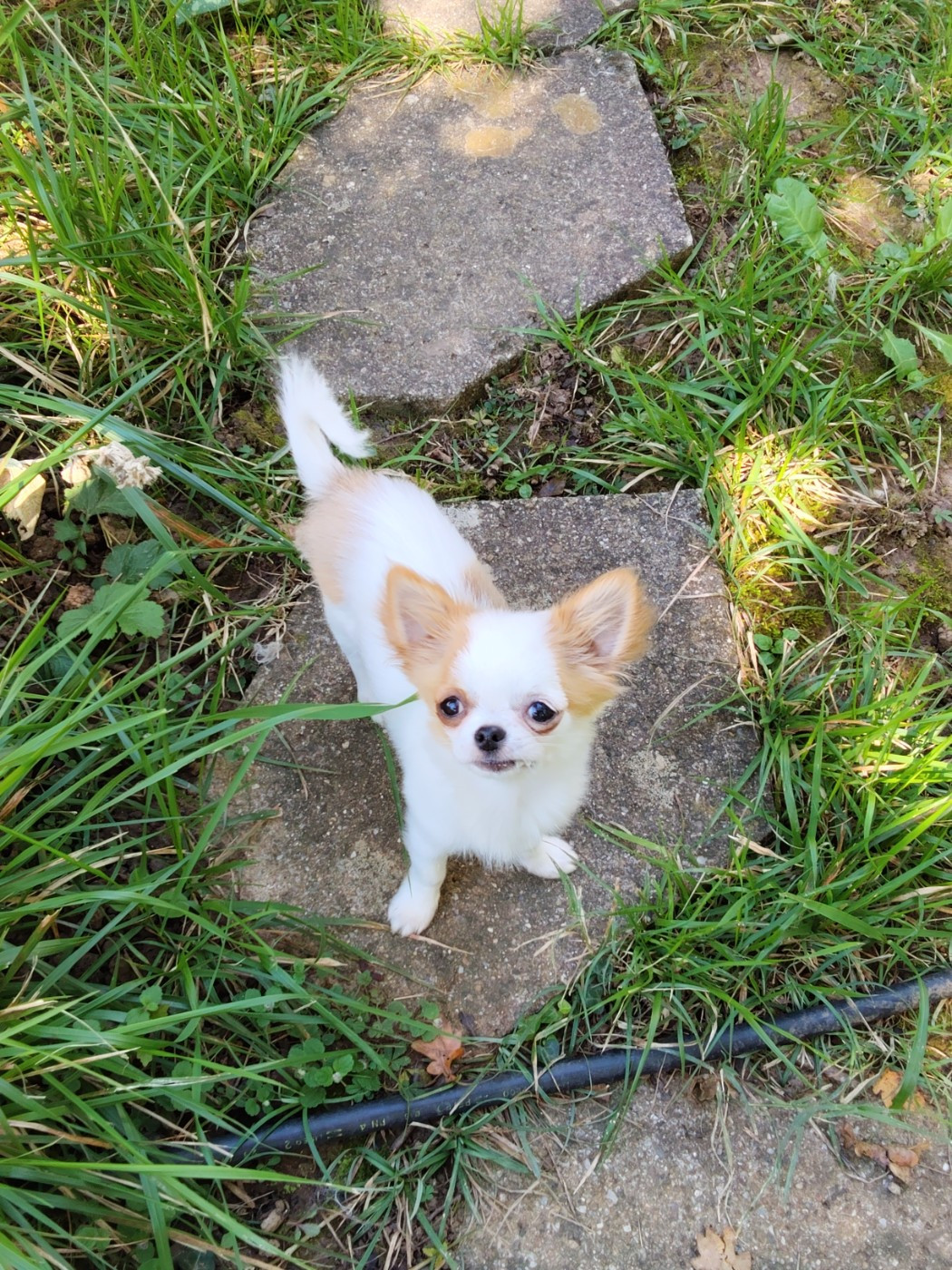 ARTIC SNOW WOLF du domaine d orca