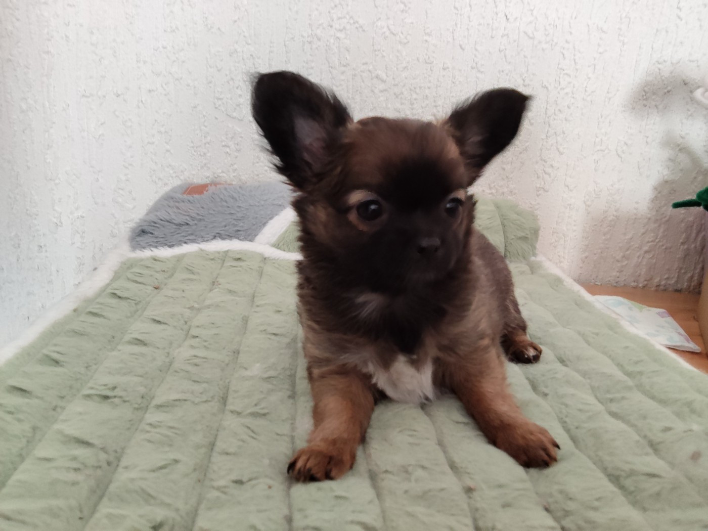 Maine De Las Amors Occitan - Chiots disponibles - Chihuahua