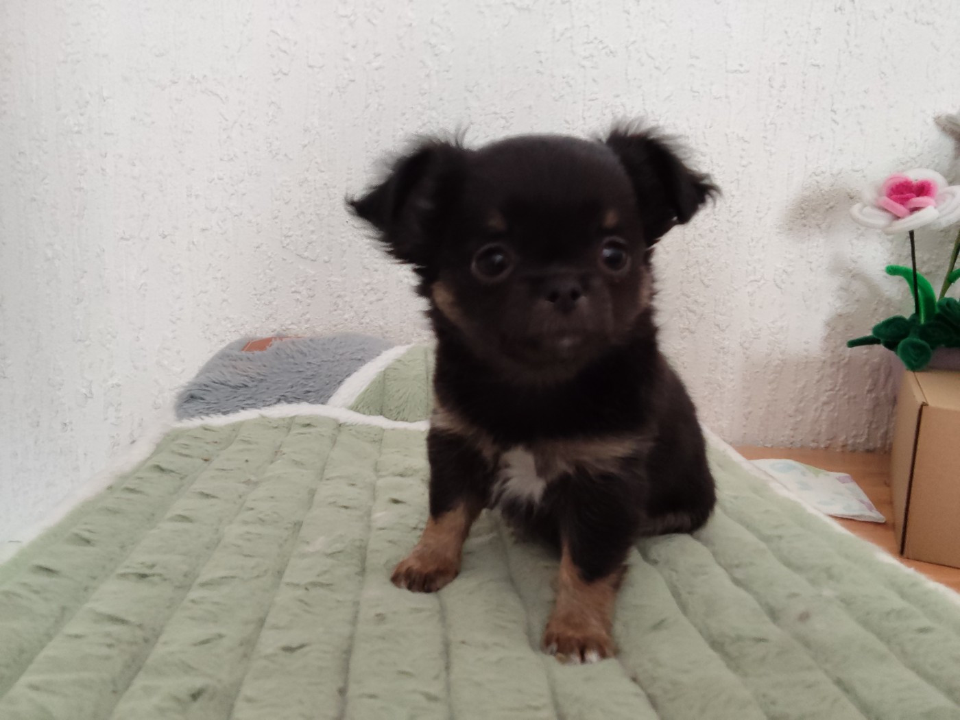 Maine De Las Amors Occitan - Chiots disponibles - Chihuahua